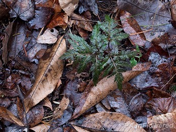 Highly dissected frond